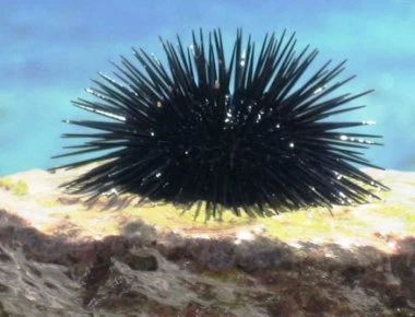 Πατήσατε αχινό; - Τι πρέπει να κάνετε;